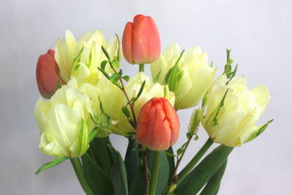 BIO Kytice tulipánů Spring Lover - Image 6