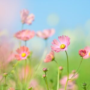 cosmos, flowers, pink flowers-2837468.jpg