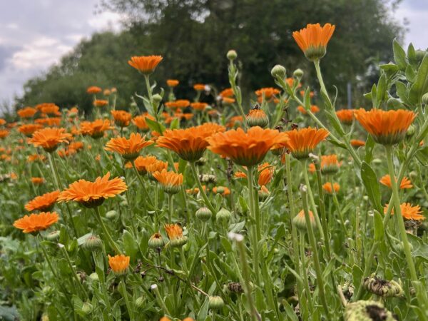 BIO Měsíček lékařský "Orange Dream"
