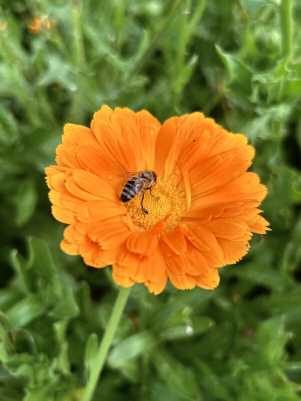 BIO Měsíček lékařský "Orange Dream"