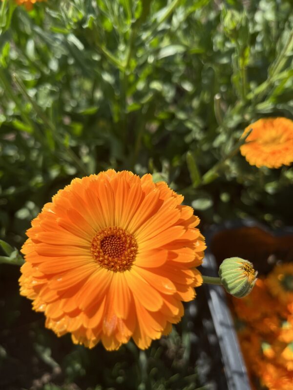 BIO Měsíček lékařský "Orange Dream"