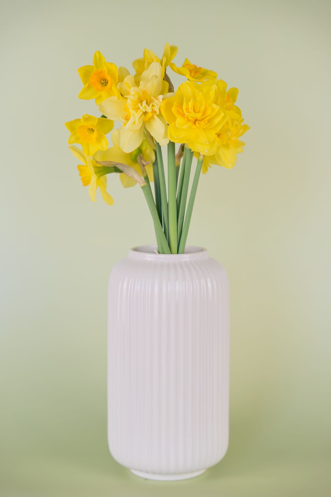 Narcisky Yellow Lover